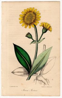 1829年 Spratt Flora Medica キク科 アルニカ属 Arnica Montana