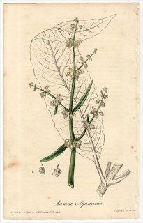 1829年 Spratt Flora Medica タデ科 スイバ属 ヌマダイオウ Rumex Aquaticus