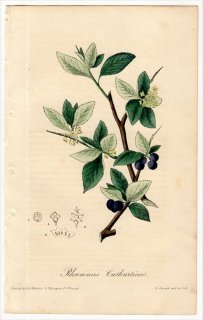 1829年 Spratt Flora Medica クロウメモドキ科 クロウメモドキ属 セイヨウクロウメモドキ Rhamnus Catharticus