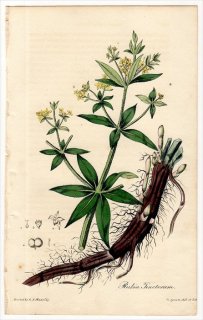 1829年 Spratt Flora Medica アカネ科 アカネ属 セイヨウアカネ Rubia Tinctorum