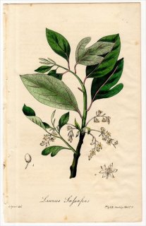 1829年 Spratt Flora Medica クスノキ科 サッサフラス属 サッサフラス Laurus Sassafras