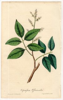 1829年 Spratt Flora Medica マメ科 コパイフェラ属 コパイババルサムノキ Copaifera Officinalis