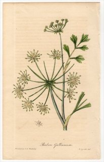 1829年 Spratt Flora Medica セリ科 ノトブボン属 Bubon galbanum