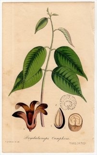 1829年 Spratt Flora Medica フタバガキ科 ドリオバラノプス属 リュウノウジュ Dryobalanops Camphora