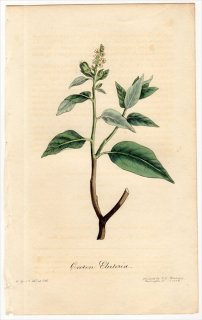 1829年 Spratt Flora Medica トウダイグサ科 ハズ属 カスカリラノキ Croton Eluteria