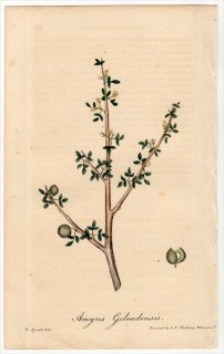 1829年 Spratt Flora Medica カンラン科 コンミフォラ属 ギリアデモツヤク Amyris Gileadensis 没薬