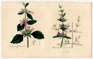 1829年 Spratt Flora Medica シソ科 コウスイハッカ属 レモンバーム ヤナギハッカ属 ヒソップ