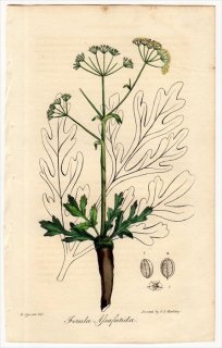 1829年 Spratt Flora Medica セリ科 オオウイキョウ属 アギ Ferula Assafatida
