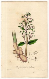 1829年 Spratt Flora Medica ゴマノハグサ科 ゴマノハグサ属 Scrophularia Nodosa