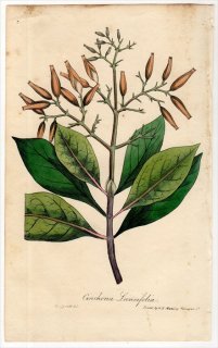 1829年 Spratt Flora Medica アカネ科 キナノキ属 Cinchona Lancifolia