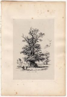 1830ǯ Strutt Sylva Britannica ˥ ˥° Great Elm at Crawley Sussex