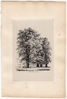 1830年 Strutt Sylva Britannica ニレ科 ニレ属 セイヨウハルニレ Wych Elms at Polloc
