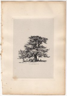 1830年 Strutt Sylva Britannica マツ科 ヒマラヤスギ属 Cedar at Hammersmith House