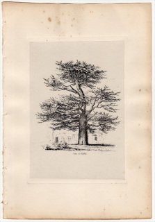 1830年 Strutt Sylva Britannica マツ科 ヒマラヤスギ属 Cedar at Enfield