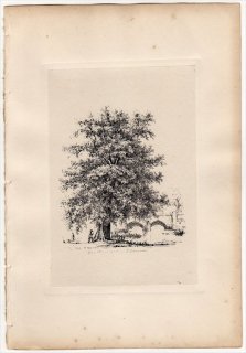 1830年 Strutt Sylva Britannica ヤナギ科 ヤマナラシ属 セイヨウハコヤナギ Black Poplar at Bury St.Edmunds