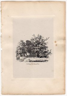 1830年 Strutt Sylva Britannica ブナ科 コナラ属 ヨーロッパナラ The Creeping Oak