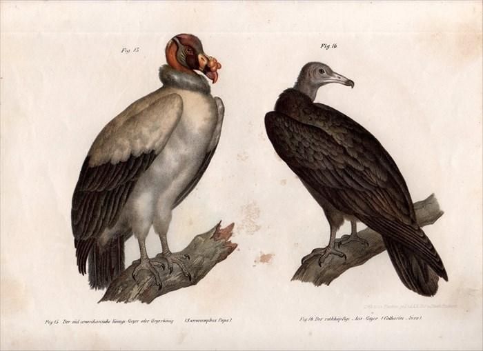 1864年 Fitzinger Bilder Atlas Fig.15 コンドル科 トキイロ
