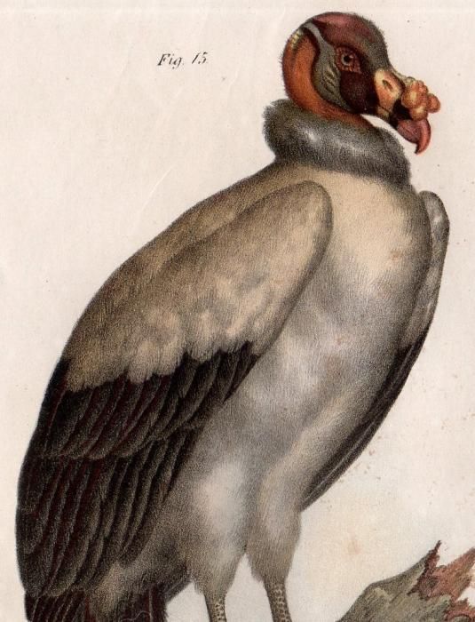 日本画　アンデスコンドル　鳥　赤　B1サイズ 日本画 アンデスコンドル 鳥 赤 B1サイズ コンドルの大きさ(体長