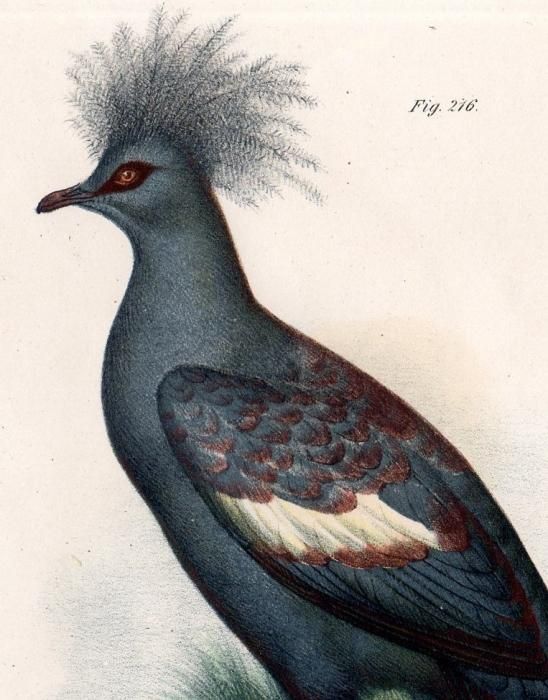 カンムリバトの剥製 カンムリバト | ZooPicker