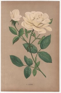 1873年 Jamain Les Roses Pl.6 バラ科 バラ属 DUCHER