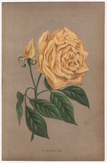 1873年 Jamain Les Roses Pl.22 バラ科 バラ属 MARECHAL NIEL