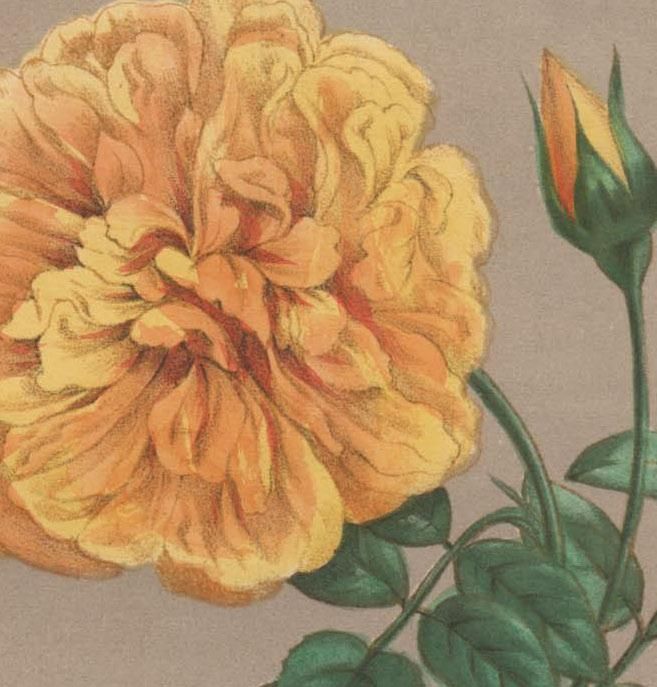 イギリス アンティーク ボタニカルアート/植物画 バラ (British