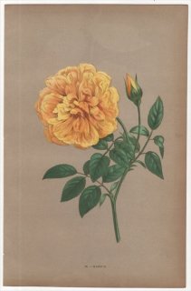 1873年 Jamain Les Roses Pl.38 バラ科 バラ属 NANKIN