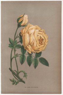 1873ǯ Jamain Les Roses Pl.42 Х Х° ROSE SULFUREUSE