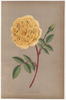 1873年 Jamain Les Roses Pl.49 バラ科 バラ属 MADAME FALCOT