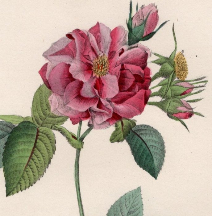 1828年 Redoute Les Roses バラ図譜 バラ科 バラ属 ROSA TURBINATA - アンティークプリント ボタニカルアート  博物画の通販サイト Spirito di Artigiano
