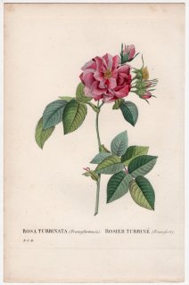 1828年 Redoute Les Roses バラ図譜 バラ科 バラ属 ROSA TURBINATA