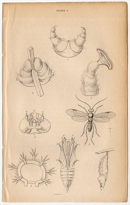 1835年 JARDINE NATURALIST'S LIBRARY 昆虫学 Pl.1. 2 解剖図 蛹
