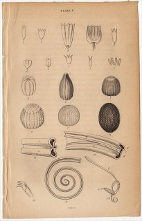 1835年 JARDINE NATURALIST'S LIBRARY 昆虫学 Pl.1. 2 解剖図 蛹 触覚