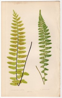 1863ǯ LOWE ʪ Vol.5 Pl.21 㥻󥷥 㥻󥷥° ASPLENIUM LAETUM