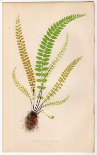 1863ǯ LOWE ʪ Vol.5 Pl.22 㥻󥷥 㥻󥷥° 㥻󥷥 ASPLENIUM TRICHOMANES