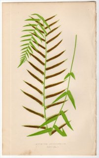 1863ǯ LOWE ʪ Vol.5 Pl.24 䥷 ۥޥ륹° ASPLENIUM ANGUSTIFOLIUM