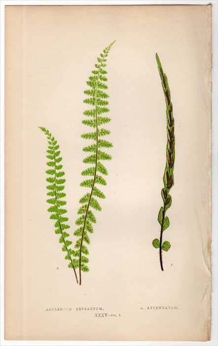 1863年 LOWE シダ植物 Vol.5 Pl.35 チャセンシダ科 チャセンシダ属 ASPLENIUM REFRACTUM ASPLENIUM  ATTENUATUM - アンティークプリント 博物画 ボタニカルアートの通販サイト Spirito di Artigiano