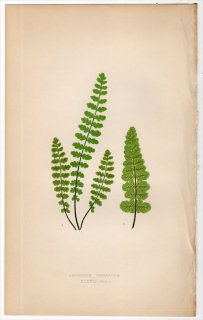 1863年 LOWE シダ植物 Vol.5 Pl.38 チャセンシダ科 チャセンシダ属 ASPLENIUM PETRARCHAE