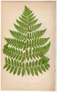 1863ǯ LOWE ʪ Vol.5 Pl.40 ᥷ إ饷° ASPLENIUM BROWNII