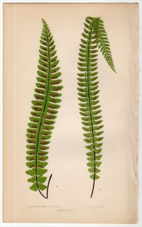 1863年 LOWE シダ植物 Vol.5 Pl.43 チャセンシダ科 チャセンシダ属 ASPLENIUM DENTEX ASPLENIUM FORMOSUM