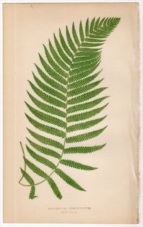 1863年 LOWE シダ植物 Vol.5 Pl.45 ヒメシダ科 アマウロペルタ属 ASPLENIUM DECURTATUM