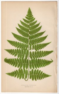 1863年 LOWE シダ植物 Vol.5 Pl.48 メシダ科 ヘラシダ属 DIPLAZIUM STRIATUM