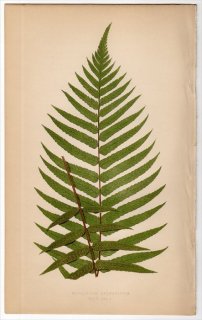 1863年 LOWE シダ植物 Vol.5 Pl.49 メシダ科 ヘラシダ属 DIPLAZIUM SYLVATICUM