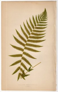 1863年 LOWE シダ植物 Vol.5 Pl.51 メシダ科 オオシケシダ属 DIPLAZIUM THELYPTEROIDES