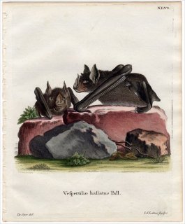 1774年 Schreber 野生哺乳類の図と説明 Pl.46 ヘラコウモリ科 オオヘラコウモリ Vespertilio hastatus Pall