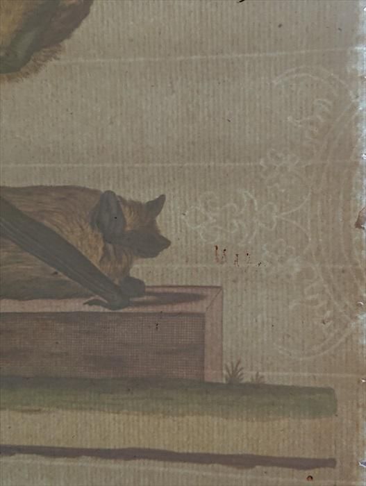1774年 Schreber 野生哺乳類の図と説明 Pl.53 ヒナコウモリ科 1774年 Schreber 野生哺乳類の図と説明 Pl.53 ヒナコウモリ科