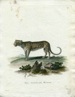 1780ǯ Schreber Ӯοޤ Pl.101 ͥ ҥ祦° ҥ祦 Felis chalybeata. Hermann