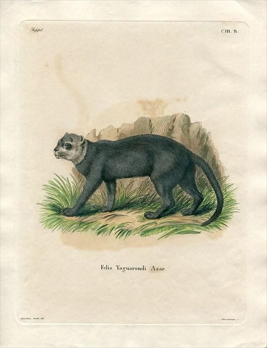1840' Schreber 野生哺乳類の図と説明 Pl.103b ネコ科 1840' Schreber 野生哺乳類の図と説明 Pl.103b ネコ科