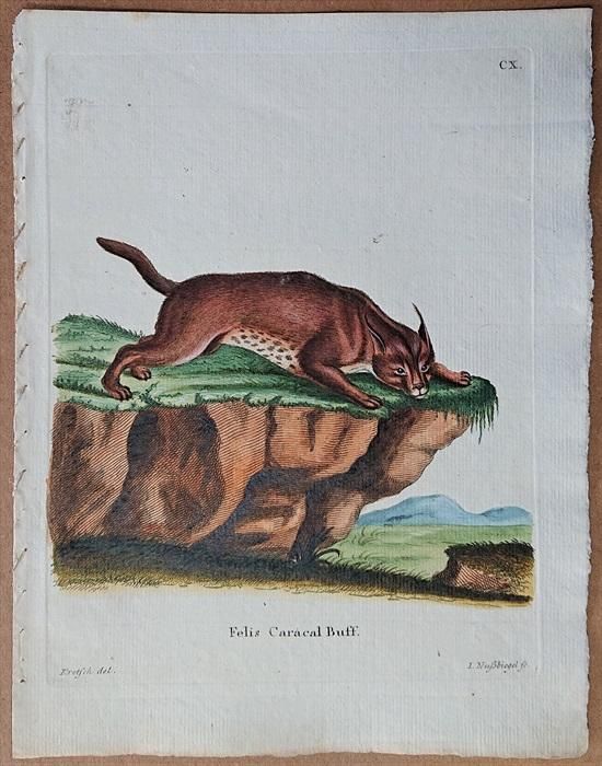 キツネの図版　フランス　アンティーク　版画　1880年　動物　博物画　額縁 1780年 Schreber 野生哺乳類の図と説明 Pl.110 ネコ科 カラカル