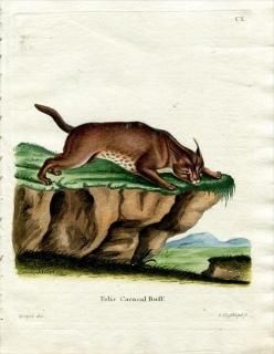 1780ǯ Schreber Ӯοޤ Pl.110 ͥ 饫° 饫 Felis Caracal Buff